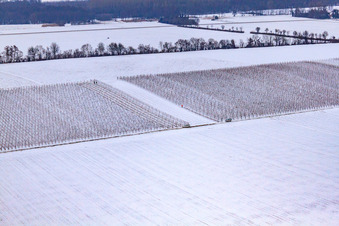 Vineyards in winter with snow in Minfeld in the state Rhineland-Palatinate, Germany