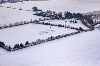 Horse pasture of Trakehner-Friedrich in winter with snow in Minfeld in the state Rhineland-Palatinate, Germany