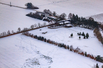 Aerial view of Horse pasture of Trakehner-Friedrich in winter with snow in Minfeld in the state Rhineland-Palatinate, Germany