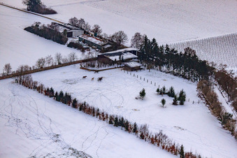 Aerial photograpy of Horse pasture of Trakehner-Friedrich in winter with snow in Minfeld in the state Rhineland-Palatinate, Germany