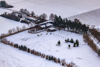 Horse pasture of Trakehner-Friedrich in winter with snow in Minfeld in the state Rhineland-Palatinate, Germany from above