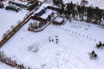 Horse pasture of Trakehner-Friedrich in winter with snow in Minfeld in the state Rhineland-Palatinate, Germany out of the air