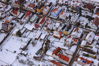 Gänsried in winter with snow in Freckenfeld in the state Rhineland-Palatinate, Germany