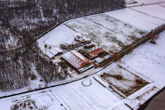 Icelandic Horse Stud Farm in winter with snow in Freckenfeld in the state Rhineland-Palatinate, Germany