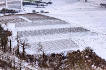 Aerial view of Winter vineyard in Freckenfeld in the state Rhineland-Palatinate, Germany