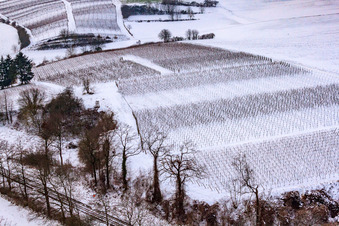 Aerial photograpy of Winter vineyard in Freckenfeld in the state Rhineland-Palatinate, Germany