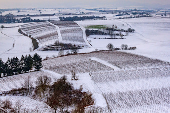 Oblique view of Winter vineyard in Freckenfeld in the state Rhineland-Palatinate, Germany
