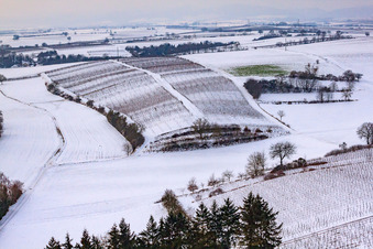 Winter vineyard in Freckenfeld in the state Rhineland-Palatinate, Germany from above