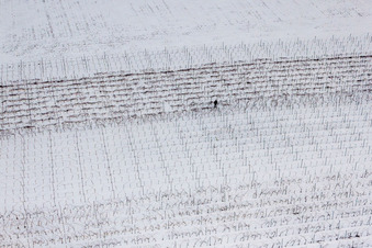 Wintry snowy Fields of wine cultivation landscape in Niederotterbach in the state Rhineland-Palatinate, Germany