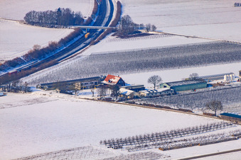 Zapf fresh vegetables in winter when there is snow in Kandel in the state Rhineland-Palatinate, Germany