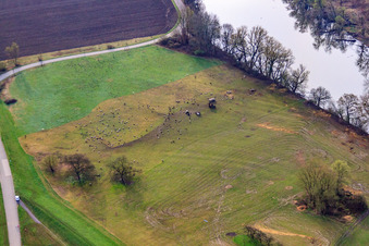 Flock of sheep on the Old Rhine in the district Maximiliansau in Wörth am Rhein in the state Rhineland-Palatinate, Germany