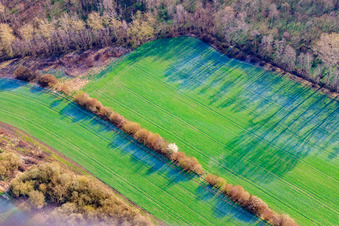 Field at Tieflachgraben in Elchesheim-Illingen in the state Baden-Wuerttemberg, Germany