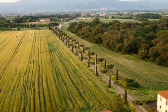 Cypress avenue, row of trees along a country road at the edge of a field in Castroncello in Castiglion Fiorentino in the state Arezzo, Italy