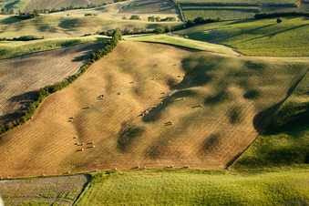 Straw harvest landscape with round bales in a field near Montsoli in Montalcino in the state Siena, Italy