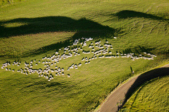 Grassy structures of a hilly meadow pasture with sheep herd in Rapolano Terme in Asciano in the state Siena, Italy