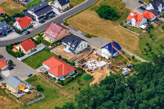 Dandelion Path in the district Hardtwald in Neupotz in the state Rhineland-Palatinate, Germany