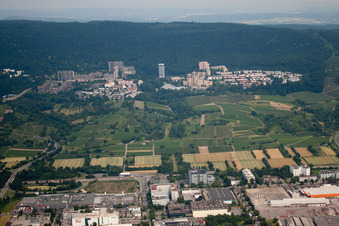 Badger hump in the district Rohrbach in Heidelberg in the state Baden-Wuerttemberg, Germany