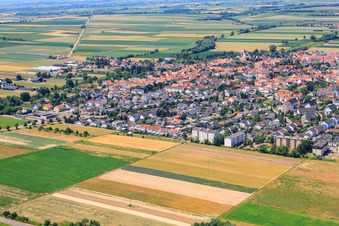Oblique view of Birch Avenue in Offenbach an der Queich in the state Rhineland-Palatinate, Germany