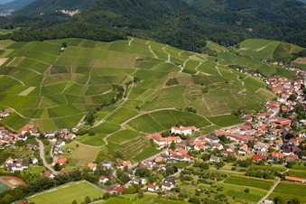 Vineyard in the district Neuweier in Baden-Baden in the state Baden-Wuerttemberg, Germany