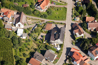 Vine in the district Riegel in Bühl in the state Baden-Wuerttemberg, Germany