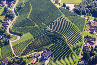 Vineyards near Bernhardshöfe in the district Büchelbach in Sasbachwalden in the state Baden-Wuerttemberg, Germany