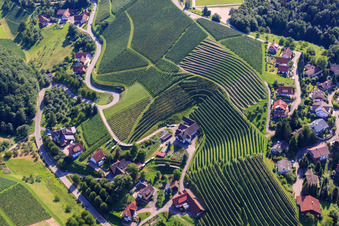 Aerial view of Vineyards near Bernhardshöfe in the district Büchelbach in Sasbachwalden in the state Baden-Wuerttemberg, Germany