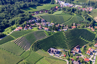 Steep vineyard slopes in the Eichwald in the district Büchelbach in Sasbachwalden in the state Baden-Wuerttemberg, Germany