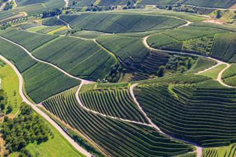 Aerial view of Steep vineyard slopes at Büchelbach in Kappelrodeck in the state Baden-Wuerttemberg, Germany