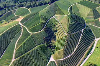 Aerial photograpy of Steep vineyard slopes at Büchelbach in Kappelrodeck in the state Baden-Wuerttemberg, Germany