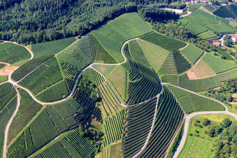 Steep vineyard slopes at Büchelbach in Kappelrodeck in the state Baden-Wuerttemberg, Germany from above