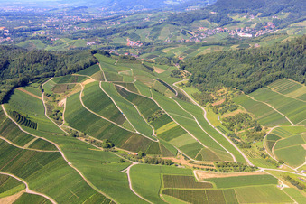 Vineyards in Kappelrodeck in the state Baden-Wuerttemberg, Germany