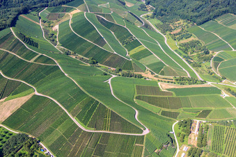 Vineyards near the hiking car park in Kappelrodeck in the state Baden-Wuerttemberg, Germany
