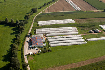 Bioland Nursery Schmälzle in the district Halberstung in Sinzheim in the state Baden-Wuerttemberg, Germany