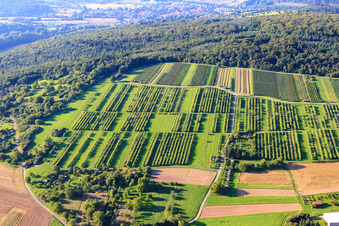 Keulebuckel vineyard in the district Ellmendingen in Keltern in the state Baden-Wuerttemberg, Germany