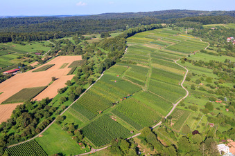 Vineyards Ellmendingen in the district Ellmendingen in Keltern in the state Baden-Wuerttemberg, Germany