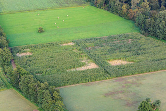 Otterbachtal, wild boar camp in the cornfield in Kandel in the state Rhineland-Palatinate, Germany
