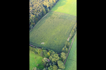 Aerial photograpy of Otterbachtal, wild boar camp in the cornfield in Kandel in the state Rhineland-Palatinate, Germany