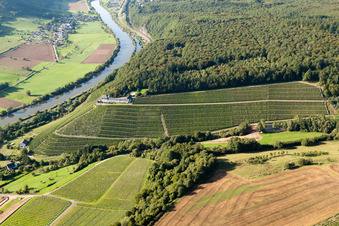 Fields of wine cultivation landscape of Wineyard Castle Saarstein in Serrig at the shore of the river Saar in the state Rhineland-Palatinate, Germany