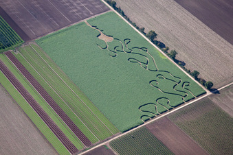Maze - Labyrinth in a field in Gönnheim in the state Rhineland-Palatinate, Germany