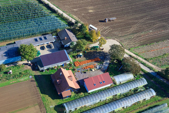 Holderbühlerhof pumpkin harvest in Kandel in the state Rhineland-Palatinate, Germany
