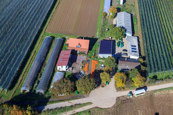 Oblique view of Holderbühlerhof pumpkin harvest in Kandel in the state Rhineland-Palatinate, Germany