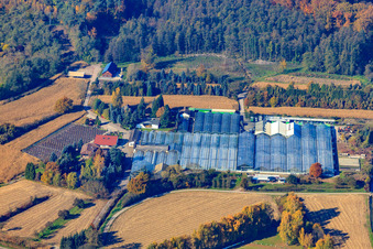 Geraniums Endisch GmbH in Hagenbach in the state Rhineland-Palatinate, Germany
