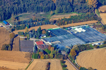Aerial view of Geraniums Endisch GmbH in Hagenbach in the state Rhineland-Palatinate, Germany