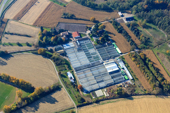 Geraniums Endisch GmbH in Hagenbach in the state Rhineland-Palatinate, Germany from the plane