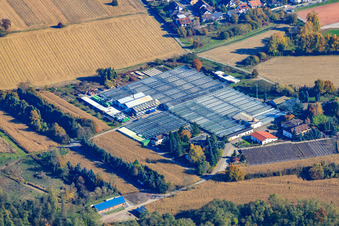 Geraniums Endisch GmbH in Hagenbach in the state Rhineland-Palatinate, Germany from a drone