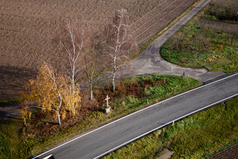 Row of trees on a country road on a field edge in Hatzenbuehl in the state Rhineland-Palatinate