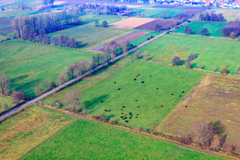 Cattle pasture in Minfeld in the state Rhineland-Palatinate, Germany