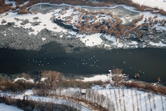 Goose on the ice of the old rhine with snowed shore in the district Woerth-Oberwald in Woerth am Rhein in the state Rhineland-Palatinate