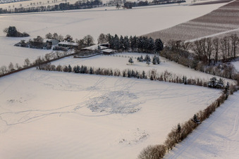 Aerial photograpy of Trakehner-Friedrich in Minfeld in the state Rhineland-Palatinate, Germany
