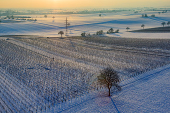 Vines in winter with snow in Dierbach in the state Rhineland-Palatinate, Germany